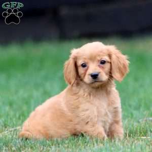 Max, Miniature Golden Retriever Puppy
