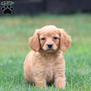 Max, Miniature Golden Retriever Puppy