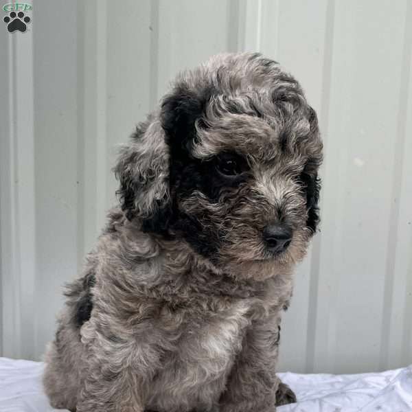 Max, Mini Goldendoodle Puppy