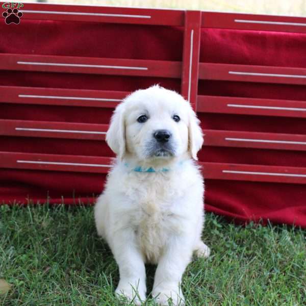 Max, English Cream Golden Retriever Puppy