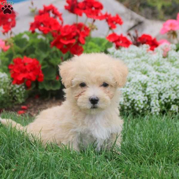Maya, Havanese Puppy