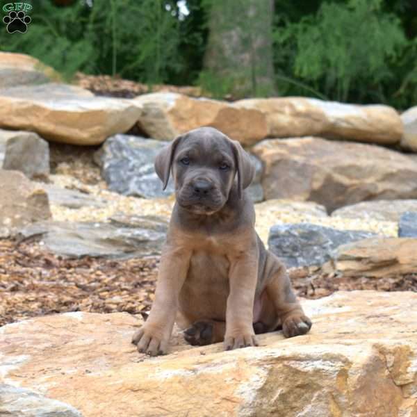 Meadow, Cane Corso Puppy