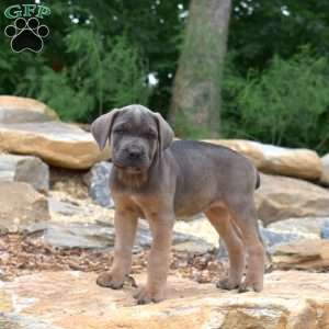 Meadow, Cane Corso Puppy