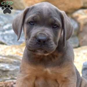 Meadow, Cane Corso Puppy