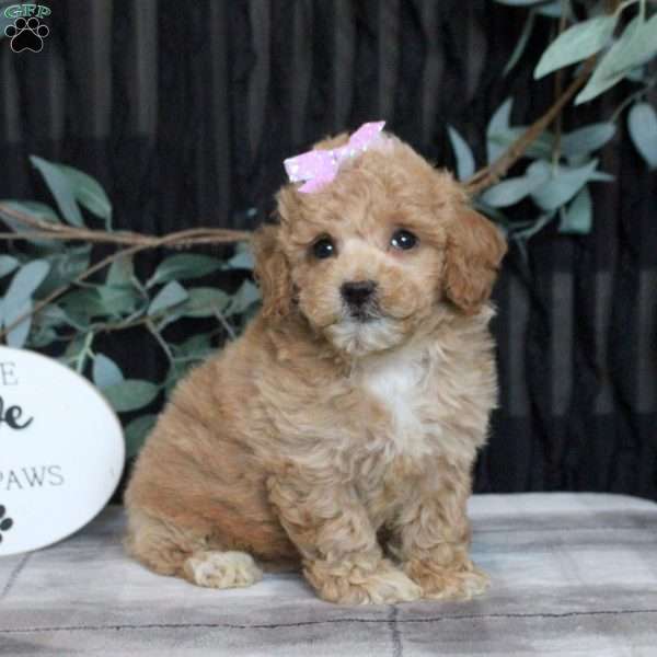 Megan, Bich-Poo Puppy