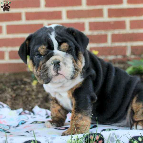 Megan, English Bulldog Puppy
