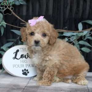 Megan, Bich-Poo Puppy