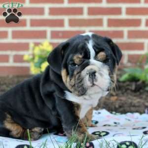Megan, English Bulldog Puppy