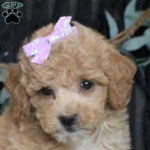 Megan, Bich-Poo Puppy