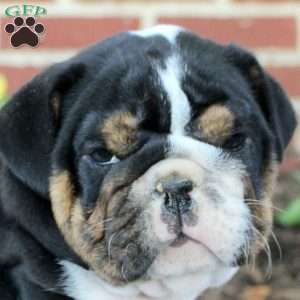 Megan, English Bulldog Puppy