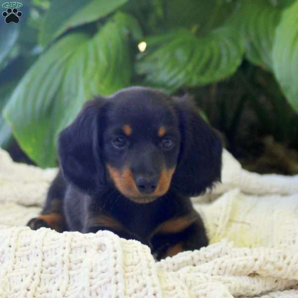 Melanie, Dachshund Puppy