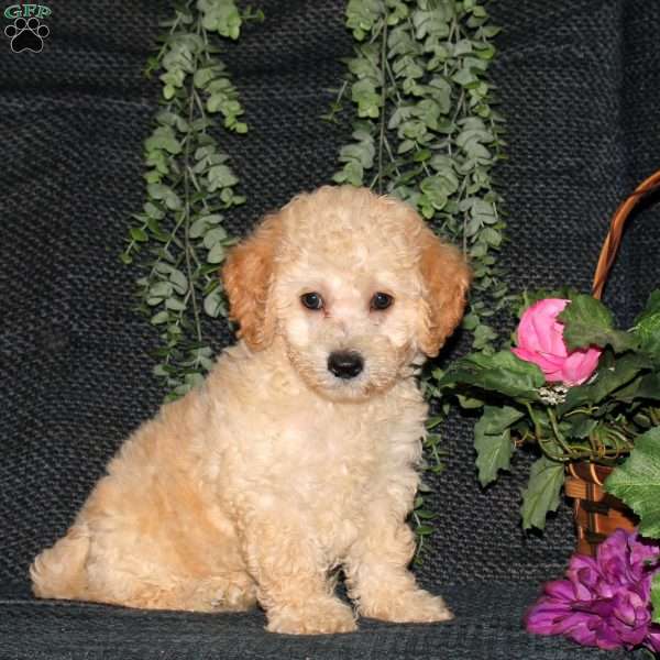 Melanie, Bich-Poo Puppy
