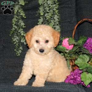 Melanie, Bich-Poo Puppy