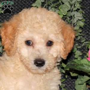 Melanie, Bich-Poo Puppy