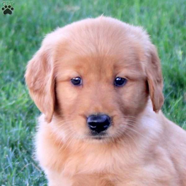 Melissa, Golden Retriever Puppy