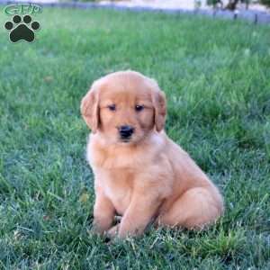 Melissa, Golden Retriever Puppy