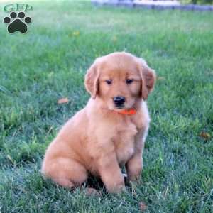 Melissa, Golden Retriever Puppy