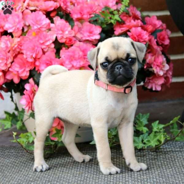 Melissa, Pug Puppy