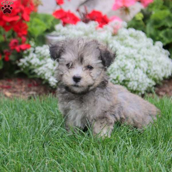 Melody, Havanese Puppy