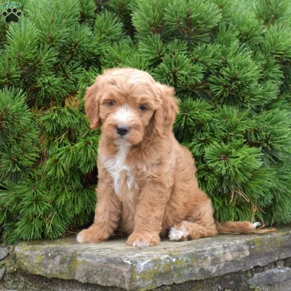 Melody, Mini Goldendoodle Puppy