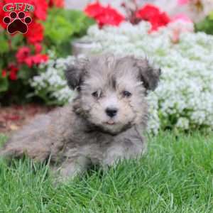 Melody, Havanese Puppy