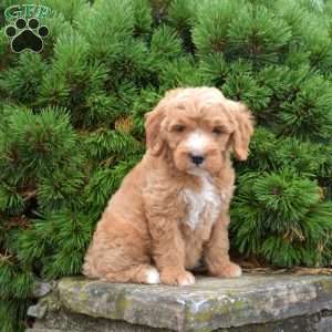Melody, Mini Goldendoodle Puppy