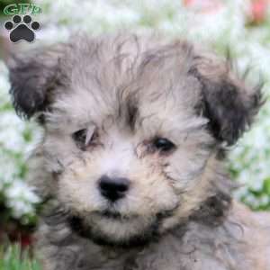 Melody, Havanese Puppy