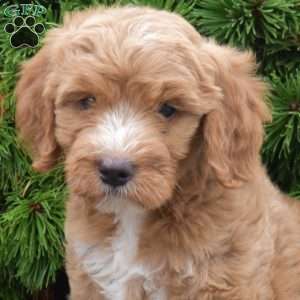 Melody, Mini Goldendoodle Puppy