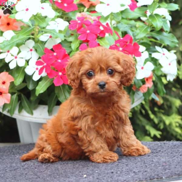 Melody, Cavapoo Puppy
