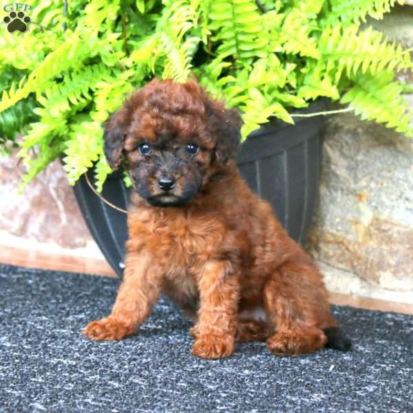 Melody, Miniature Poodle Puppy