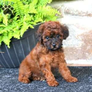 Melody, Miniature Poodle Puppy