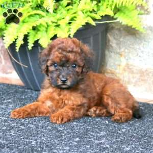 Melody, Miniature Poodle Puppy