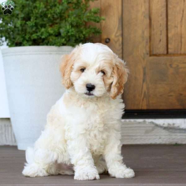 Memphis, Cockapoo Puppy