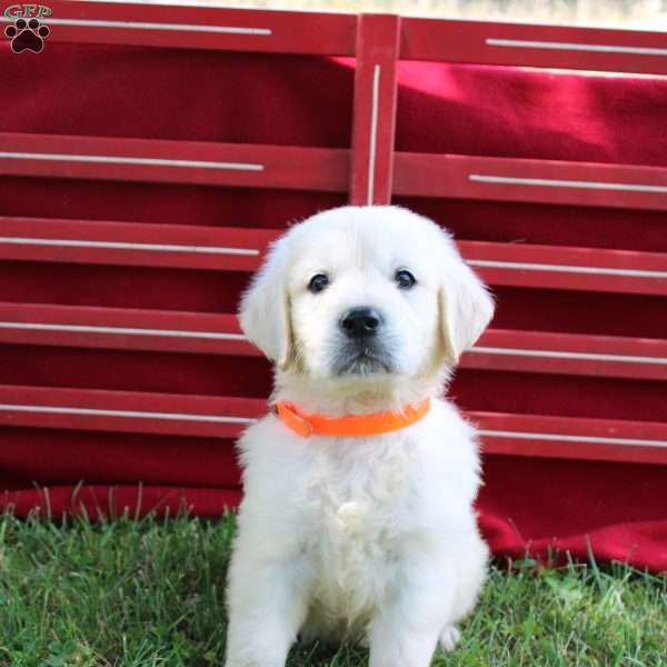 Merle, English Cream Golden Retriever Puppy