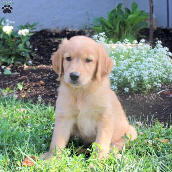 Merlin, Golden Retriever Puppy