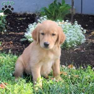 Merlin, Golden Retriever Puppy
