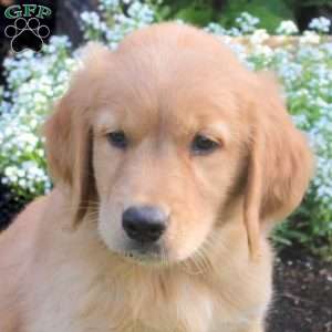 Merlin, Golden Retriever Puppy