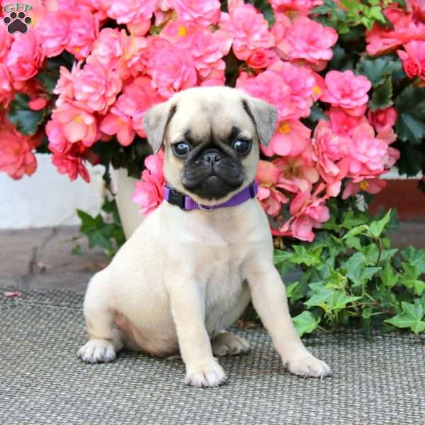 Mervie, Pug Puppy