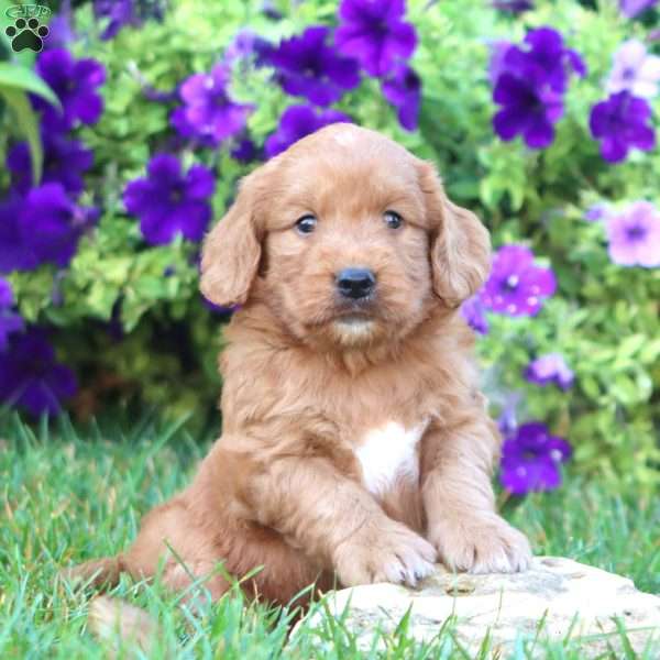Mervin, Goldendoodle Puppy