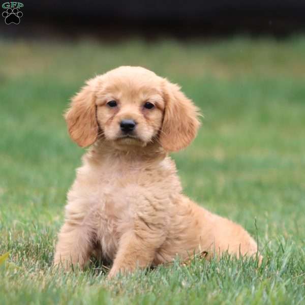 Mervin, Miniature Golden Retriever Puppy