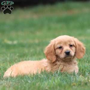 Mervin, Miniature Golden Retriever Puppy