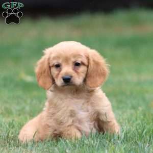Mervin, Miniature Golden Retriever Puppy