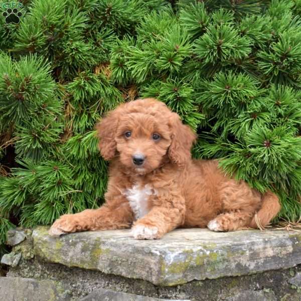 Mia, Mini Goldendoodle Puppy