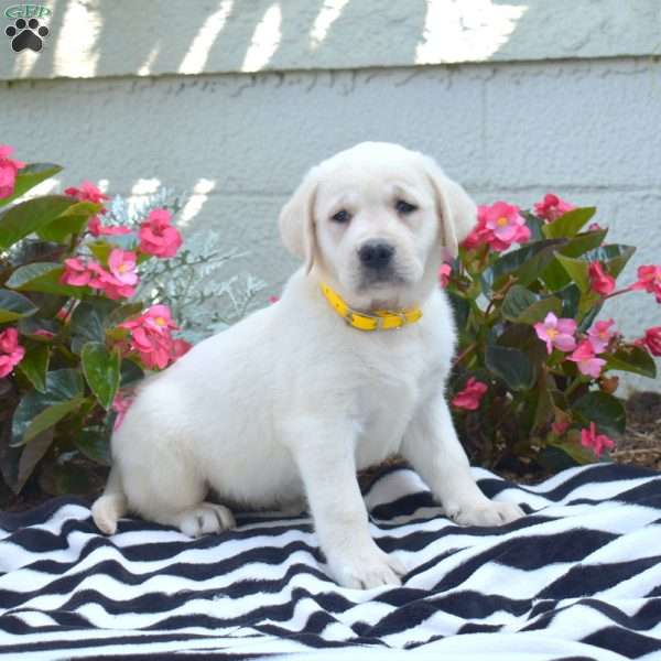 Mia, Yellow Labrador Retriever Puppy