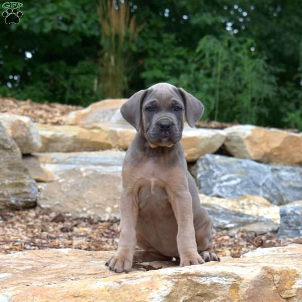 Mia, Cane Corso Puppy