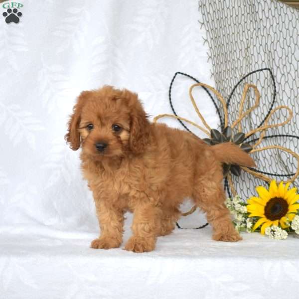 Mia, Cavapoo Puppy