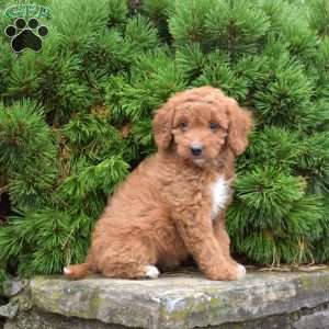 Mia, Mini Goldendoodle Puppy