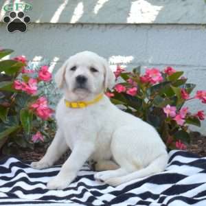Mia, Yellow Labrador Retriever Puppy