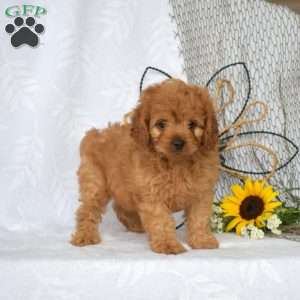Mia, Cavapoo Puppy