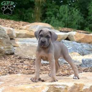 Mia, Cane Corso Puppy